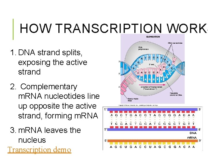 HOW TRANSCRIPTION WORKS 1. DNA strand splits, exposing the active strand 2. Complementary m.