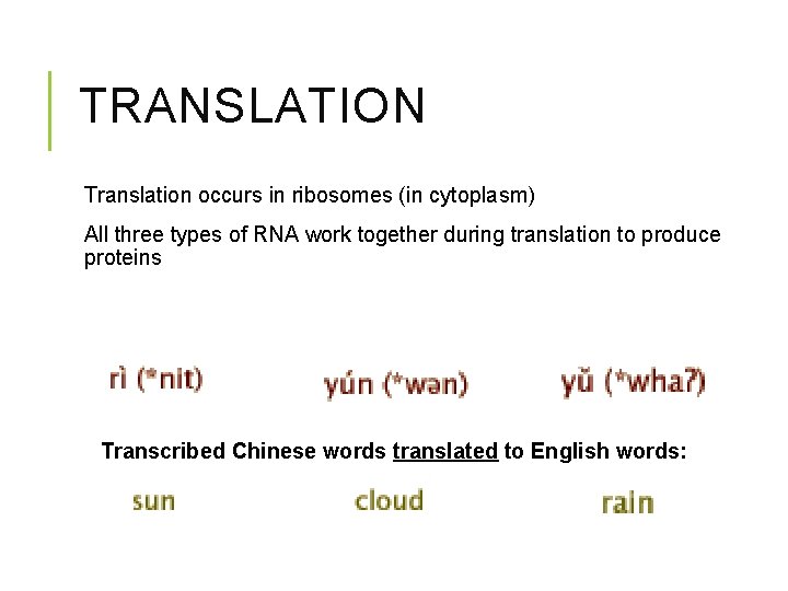 TRANSLATION Translation occurs in ribosomes (in cytoplasm) All three types of RNA work together