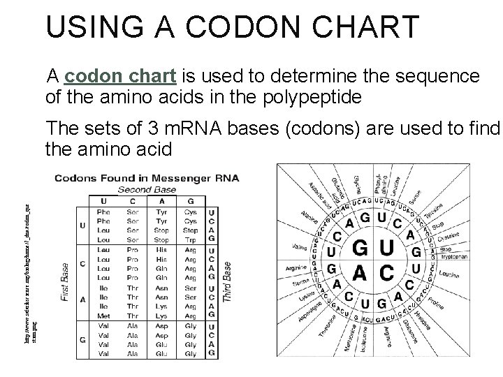 USING A CODON CHART A codon chart is used to determine the sequence of