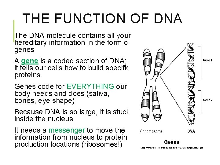 THE FUNCTION OF DNA The DNA molecule contains all your hereditary information in the