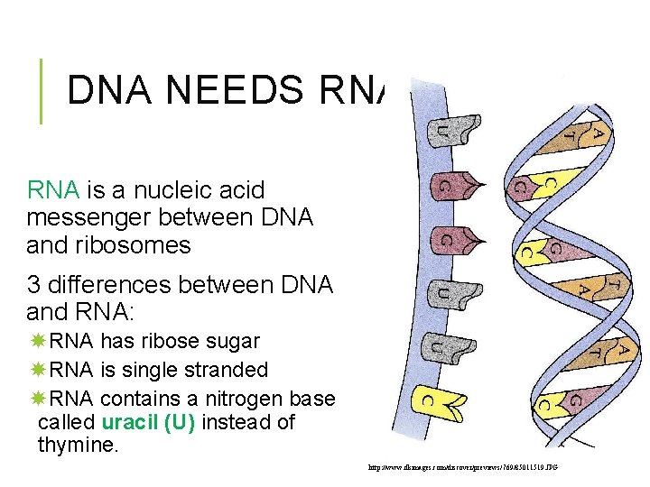 DNA NEEDS RNA! RNA is a nucleic acid messenger between DNA and ribosomes 3