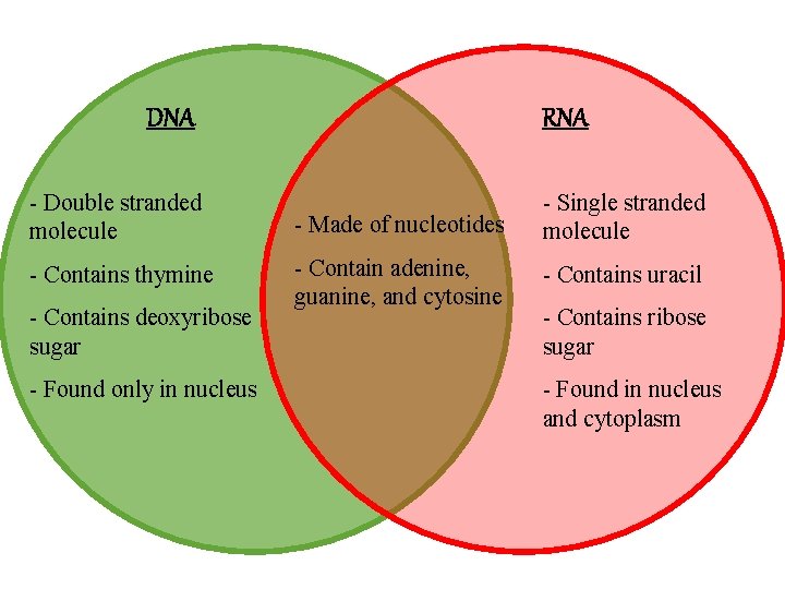 DNA RNA - Double stranded molecule - Made of nucleotides - Single stranded molecule