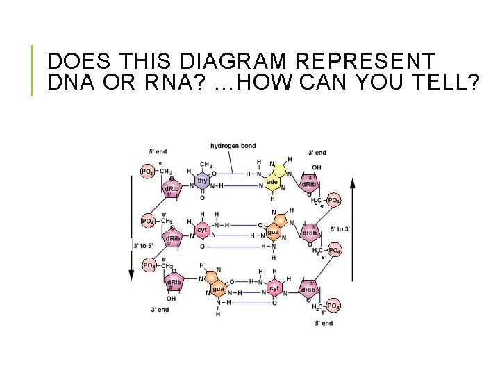 DOES THIS DIAGRAM REPRESENT DNA OR RNA? …HOW CAN YOU TELL? 