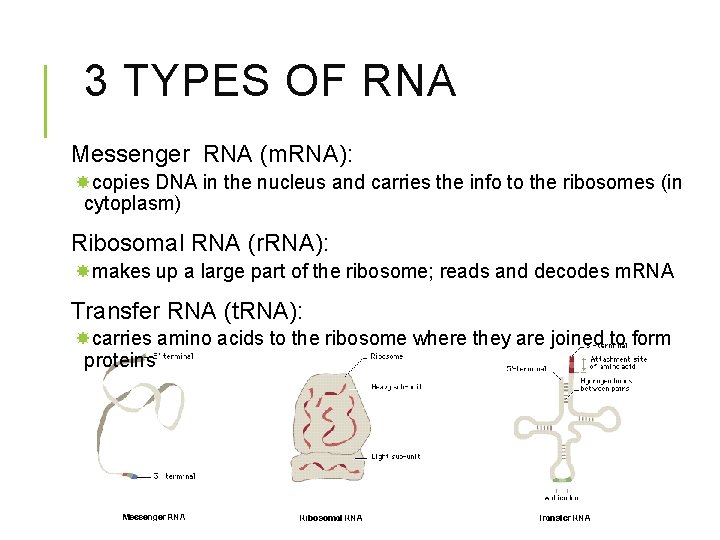 3 TYPES OF RNA Messenger RNA (m. RNA): copies DNA in the nucleus and