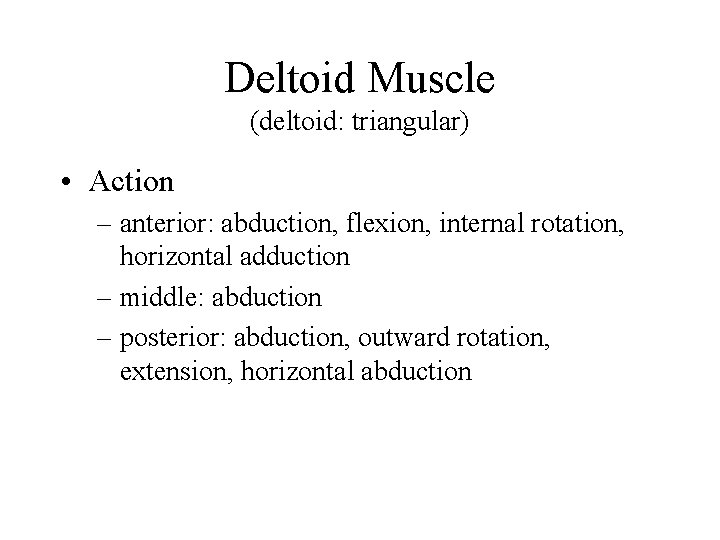 Deltoid Muscle (deltoid: triangular) • Action – anterior: abduction, flexion, internal rotation, horizontal adduction