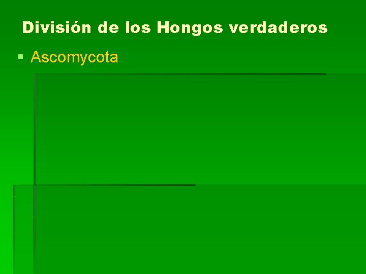 División de los Hongos verdaderos § Ascomycota 