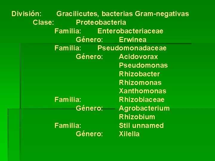 División: Gracilicutes, bacterias Gram-negativas Clase: Proteobacteria Familia: Enterobacteriaceae Género: Erwinea Familia: Pseudomonadaceae Género: Acidovorax