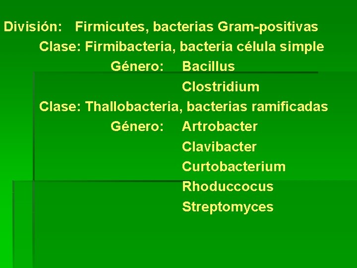 División: Firmicutes, bacterias Gram-positivas Clase: Firmibacteria, bacteria célula simple Género: Bacillus Clostridium Clase: Thallobacteria,