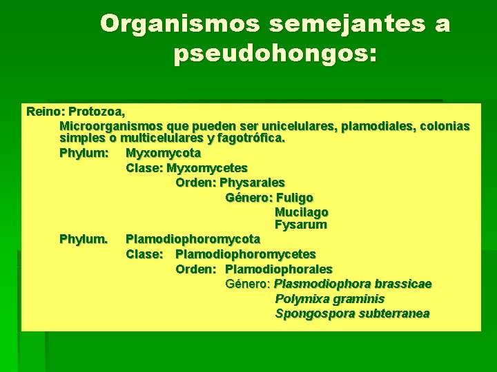 Organismos semejantes a pseudohongos: Reino: Protozoa, Microorganismos que pueden ser unicelulares, plamodiales, colonias simples