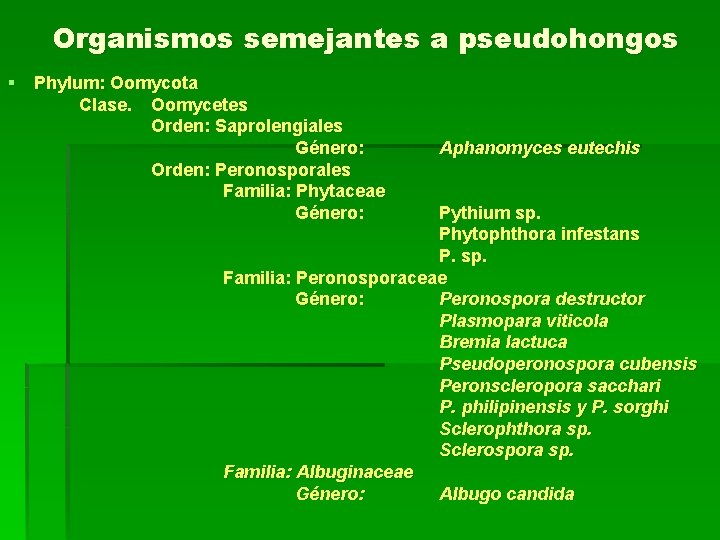 Organismos semejantes a pseudohongos § Phylum: Oomycota Clase. Oomycetes Orden: Saprolengiales Género: Orden: Peronosporales