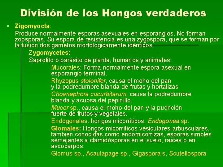 División de los Hongos verdaderos § Zigomyocta: Produce normalmente esporas asexuales en esporangios. No