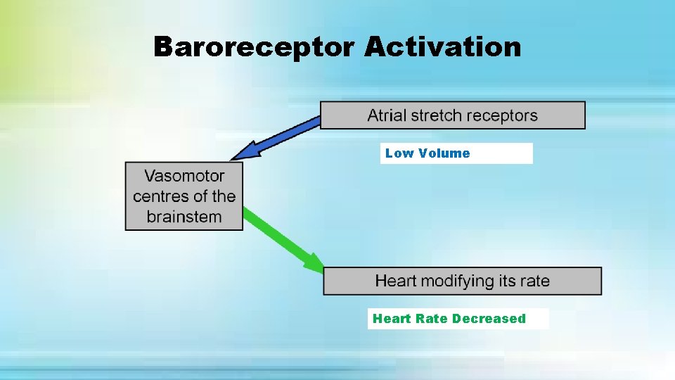 Baroreceptor Activation Low Volume Heart Rate Decreased 