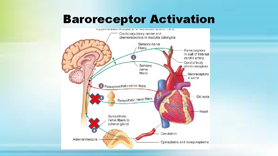 Baroreceptor Activation 