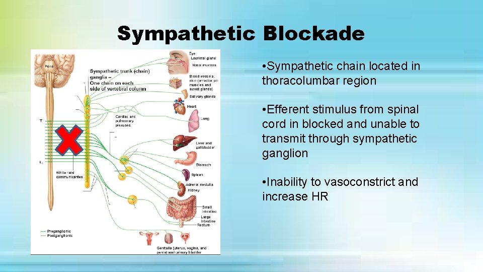 Sympathetic Blockade • Sympathetic chain located in thoracolumbar region • Efferent stimulus from spinal