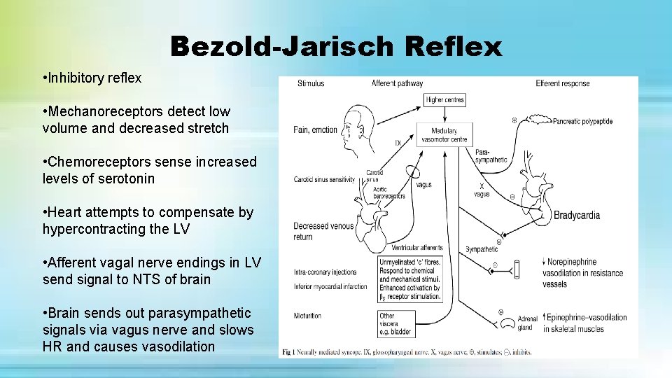 Bezold-Jarisch Reflex • Inhibitory reflex • Mechanoreceptors detect low volume and decreased stretch •