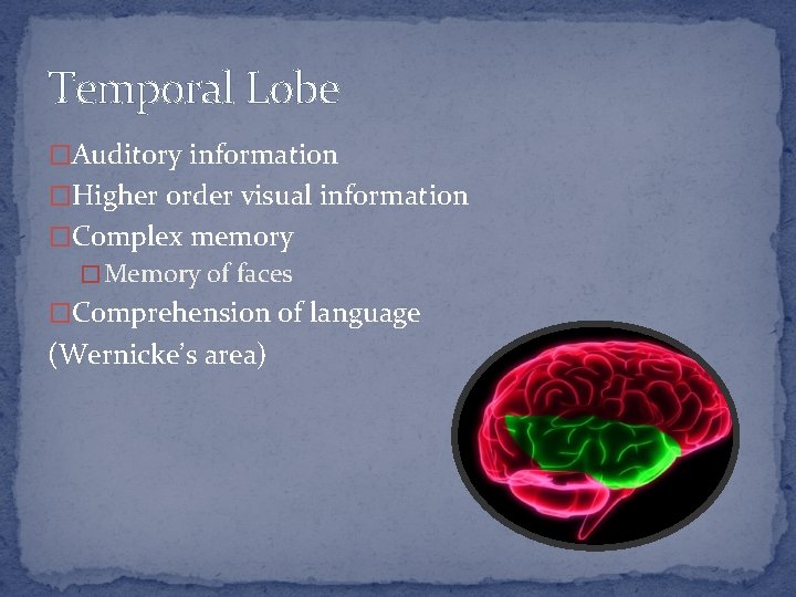 Temporal Lobe �Auditory information �Higher order visual information �Complex memory � Memory of faces