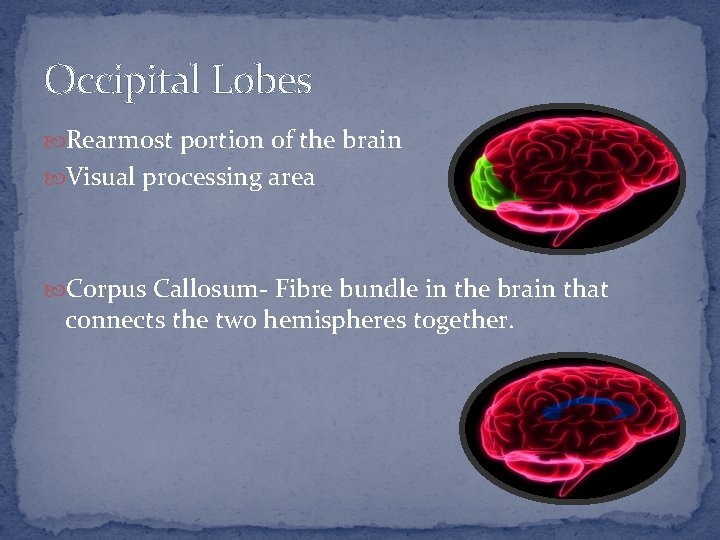 Occipital Lobes Rearmost portion of the brain Visual processing area Corpus Callosum- Fibre bundle