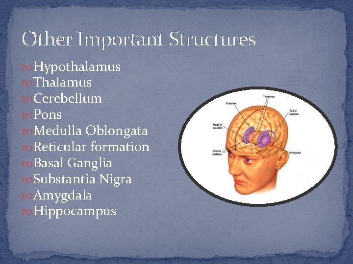 Other Important Structures Hypothalamus Thalamus Cerebellum Pons Medulla Oblongata Reticular formation Basal Ganglia Substantia