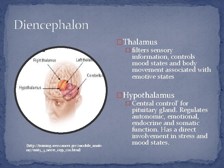 Diencephalon �Thalamus � filters sensory information, controls mood states and body movement associated with