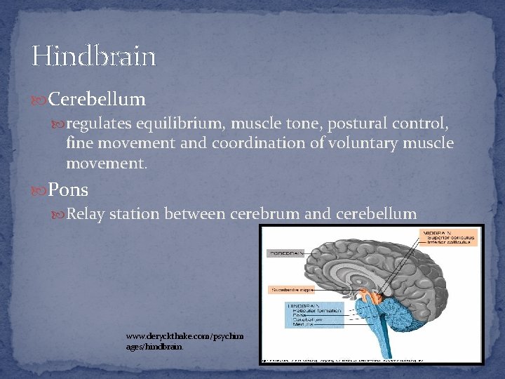 Hindbrain Cerebellum regulates equilibrium, muscle tone, postural control, fine movement and coordination of voluntary