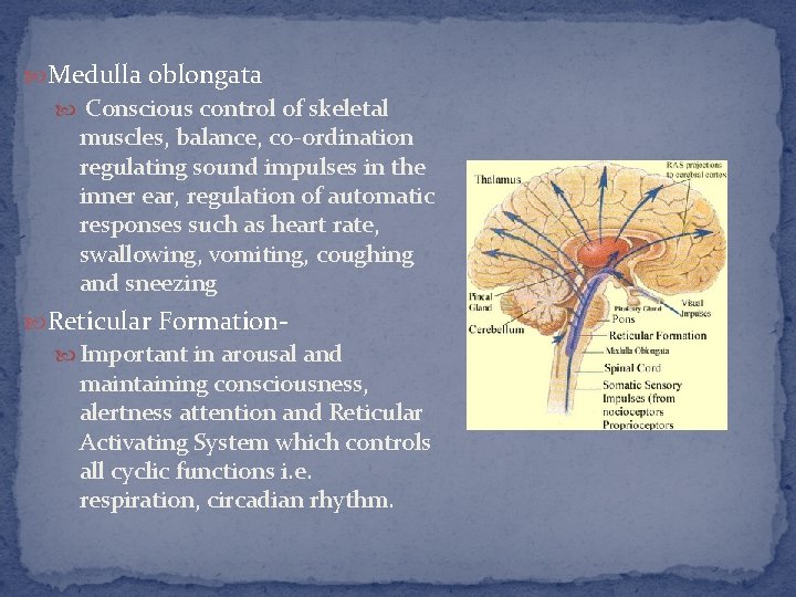  Medulla oblongata Conscious control of skeletal muscles, balance, co-ordination regulating sound impulses in