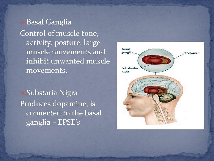  Basal Ganglia Control of muscle tone, activity, posture, large muscle movements and inhibit