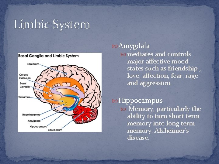 Limbic System Amygdala mediates and controls major affective mood states such as friendship ,
