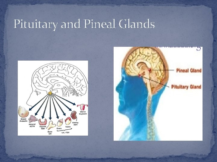 Pituitary and Pineal Glands 