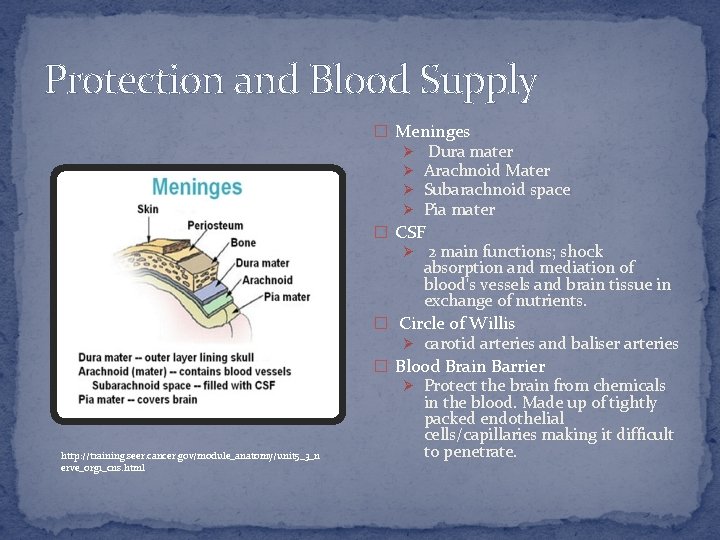 Protection and Blood Supply � Meninges Ø Ø Dura mater Arachnoid Mater Subarachnoid space