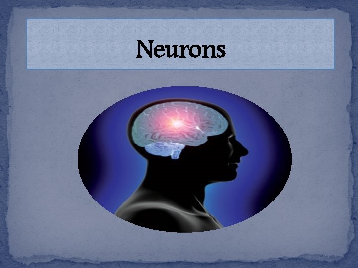 Neurons 