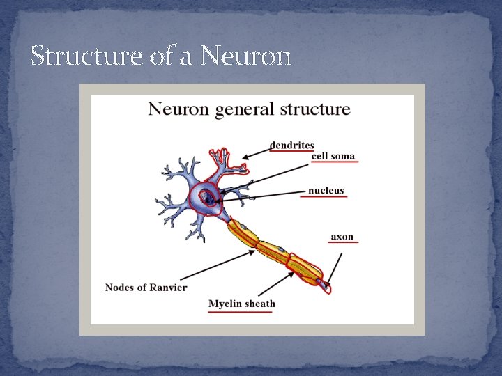 Structure of a Neuron 