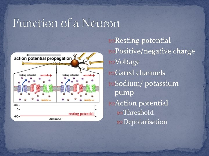 Function of a Neuron Resting potential Positive/negative charge Voltage Gated channels Sodium/ potassium pump