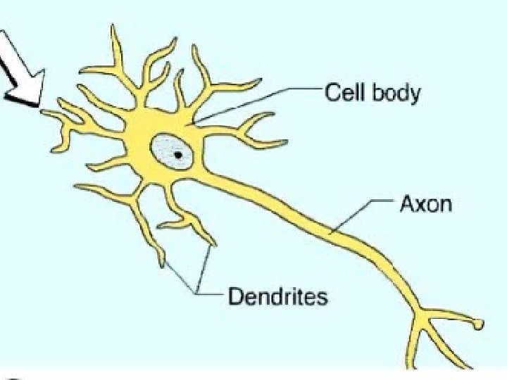 Action Potential 