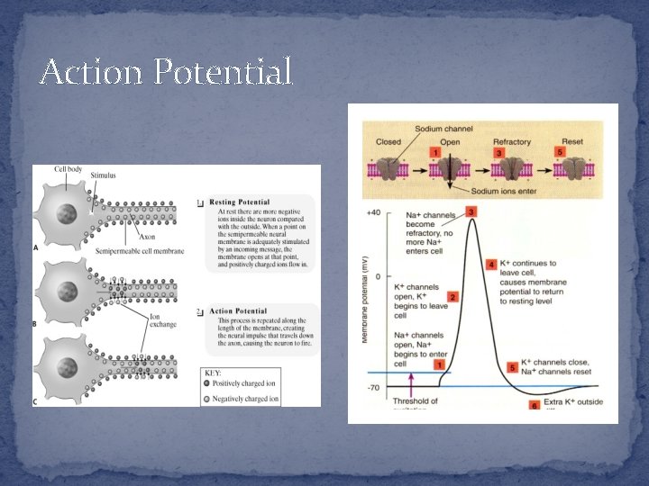 Action Potential 
