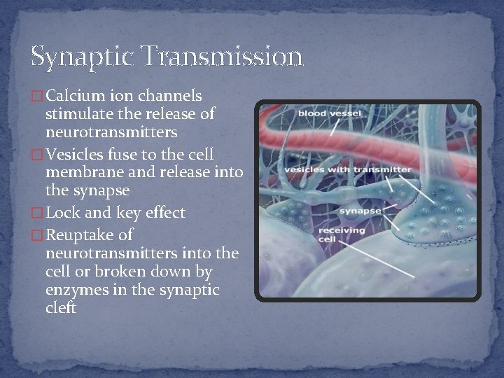 Synaptic Transmission � Calcium ion channels stimulate the release of neurotransmitters � Vesicles fuse
