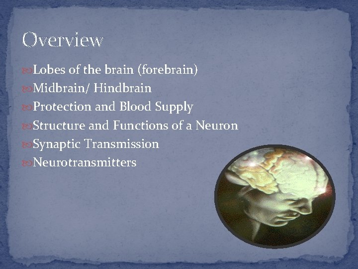 Overview Lobes of the brain (forebrain) Midbrain/ Hindbrain Protection and Blood Supply Structure and