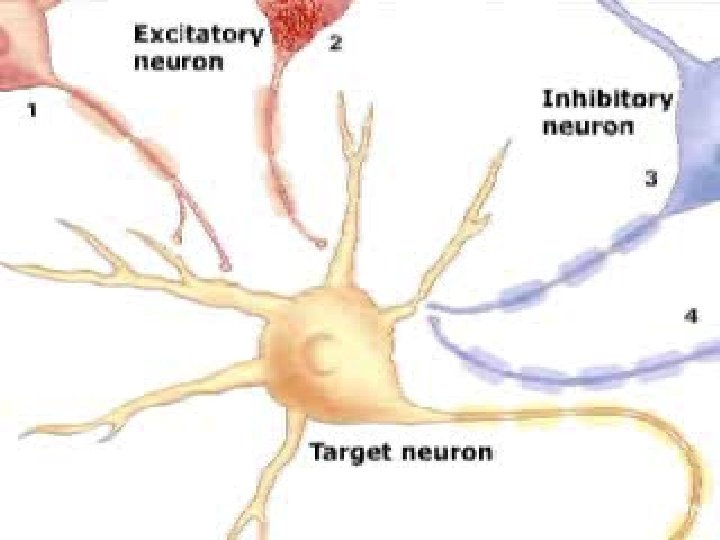 Neural Communication 
