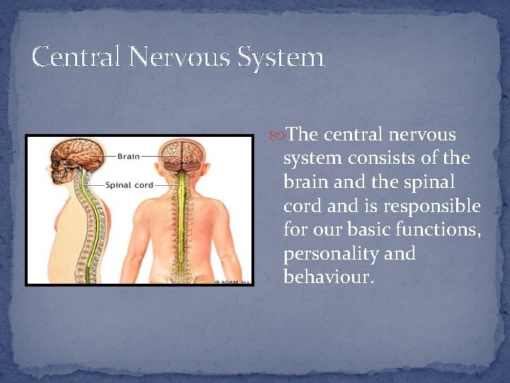 Central Nervous System The central nervous system consists of the brain and the spinal