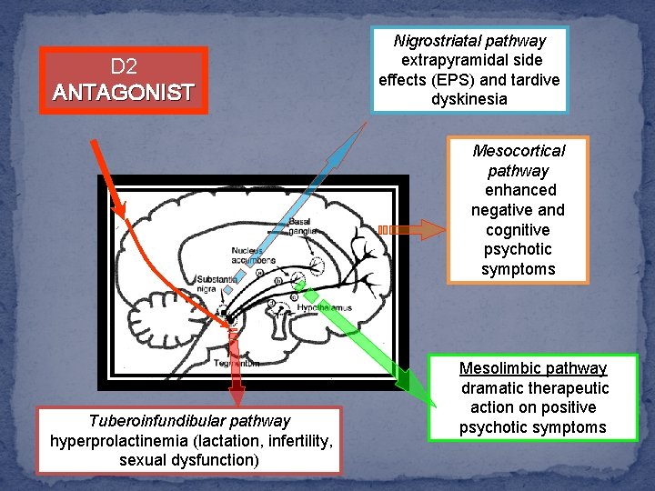 D 2 ANTAGONIST Nigrostriatal pathway extrapyramidal side effects (EPS) and tardive dyskinesia Mesocortical pathway