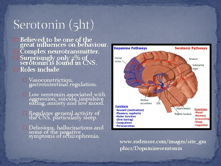 Serotonin (5 ht) � Believed to be one of the great influences on behaviour.