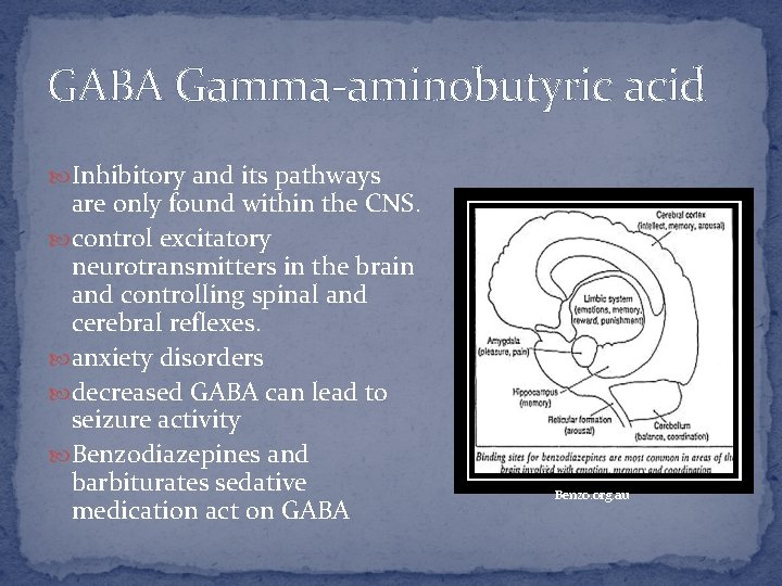 GABA Gamma-aminobutyric acid Inhibitory and its pathways are only found within the CNS. control