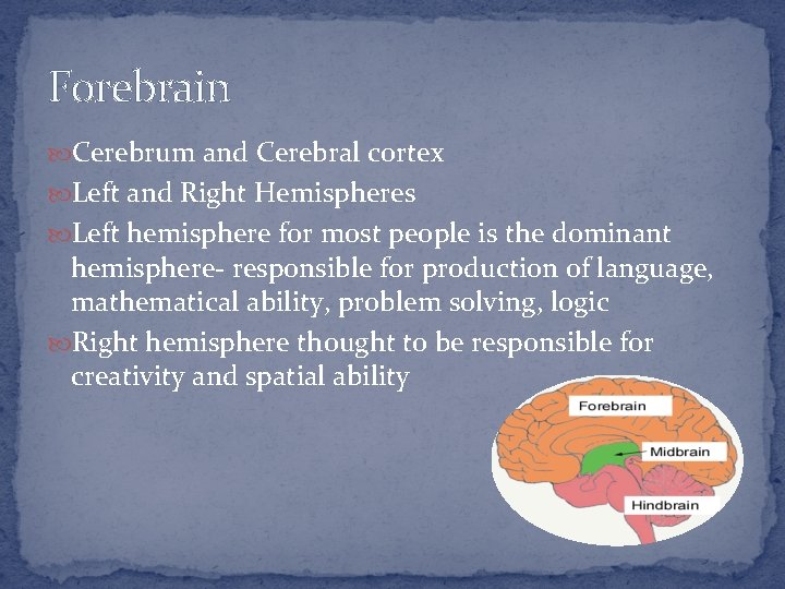 Forebrain Cerebrum and Cerebral cortex Left and Right Hemispheres Left hemisphere for most people