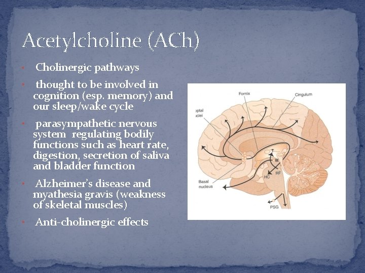 Acetylcholine (ACh) • Cholinergic pathways • thought to be involved in cognition (esp. memory)