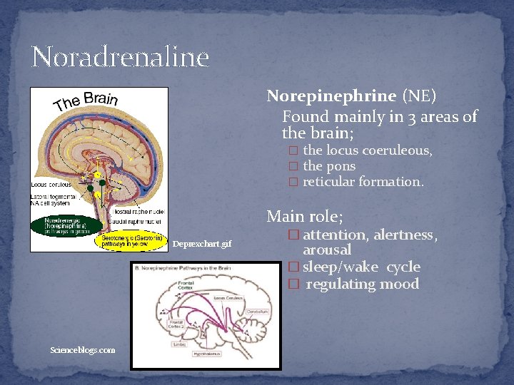 Noradrenaline Norepinephrine (NE) Found mainly in 3 areas of the brain; � the locus