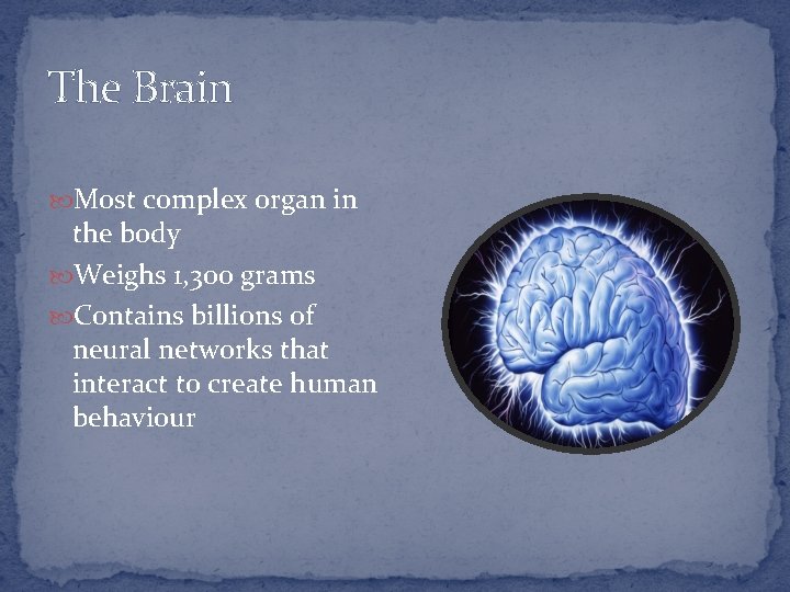 The Brain Most complex organ in the body Weighs 1, 300 grams Contains billions