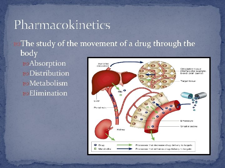 Pharmacokinetics The study of the movement of a drug through the body Absorption Distribution