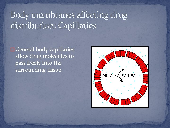 Body membranes affecting drug distribution: Capillaries � General body capillaries allow drug molecules to