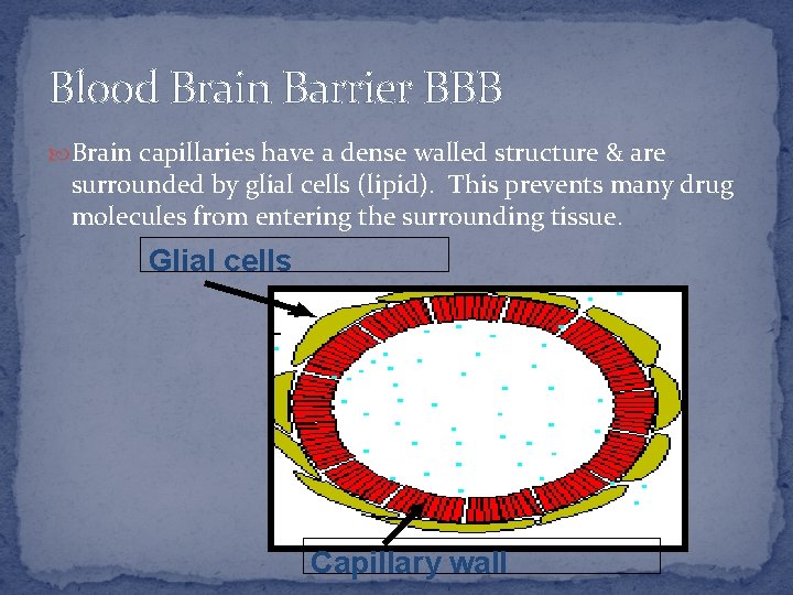 Blood Brain Barrier BBB Brain capillaries have a dense walled structure & are surrounded
