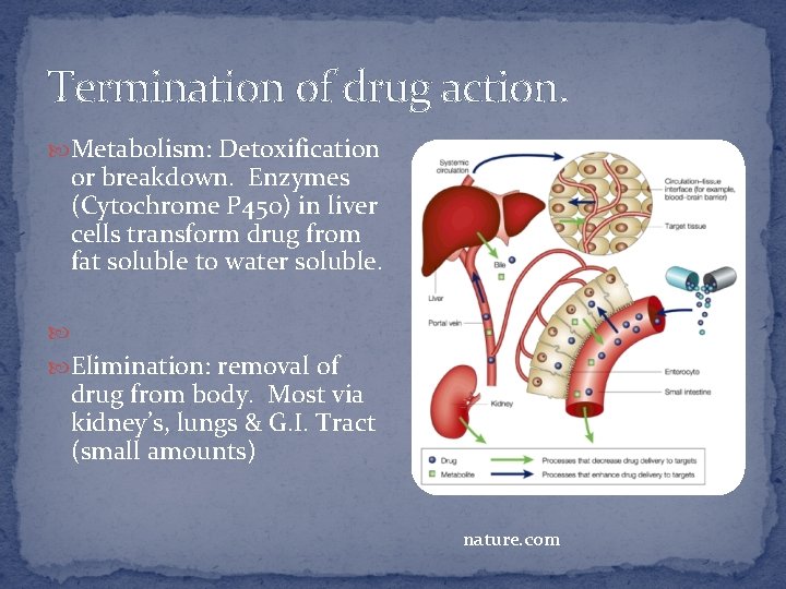 Termination of drug action. Metabolism: Detoxification or breakdown. Enzymes (Cytochrome P 450) in liver