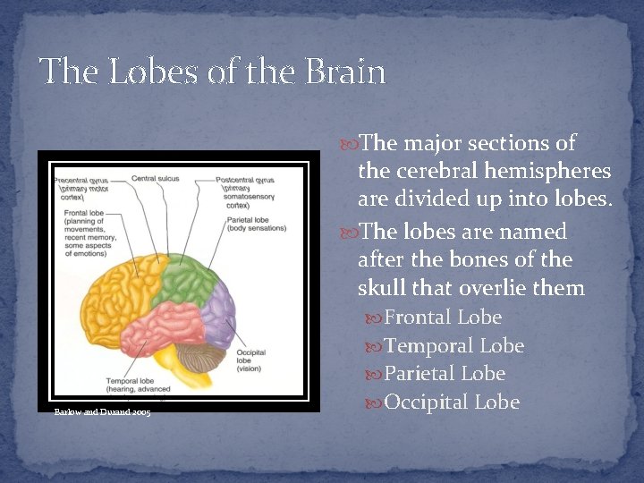 The Lobes of the Brain The major sections of the cerebral hemispheres are divided